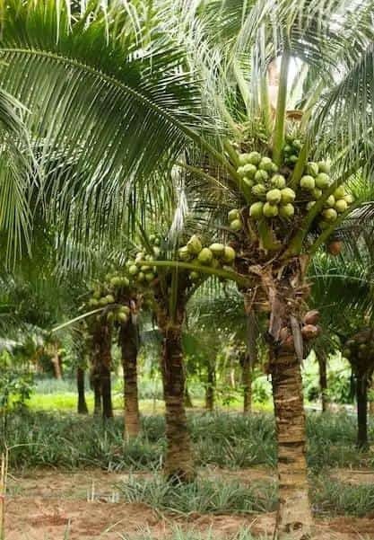 Plantations de cocotiers