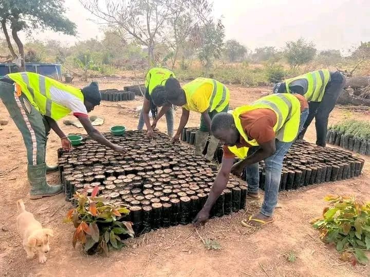 Travaux en Pépinière