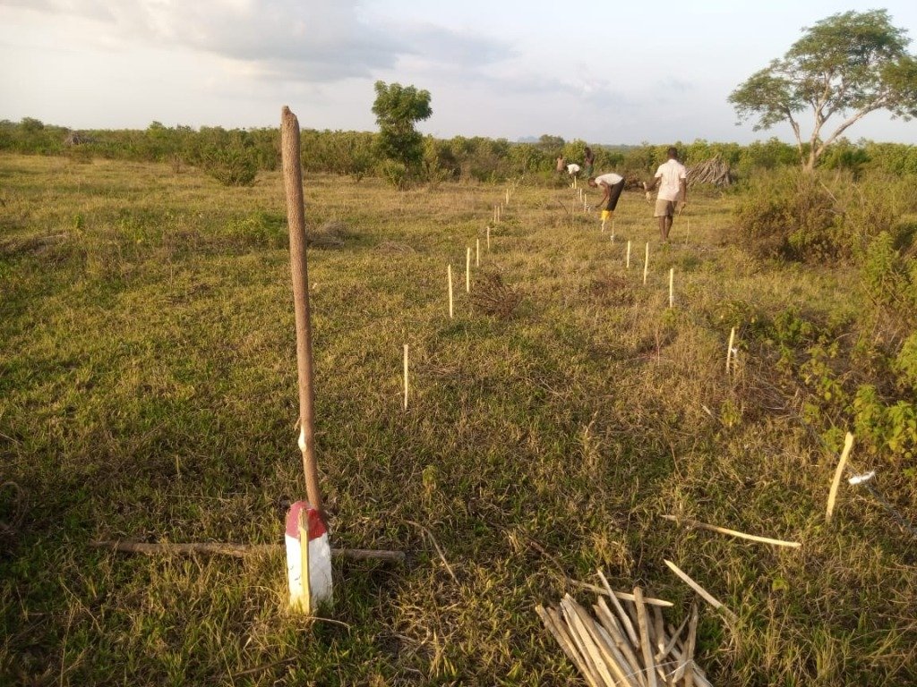 Plantations de bananiers plantin
