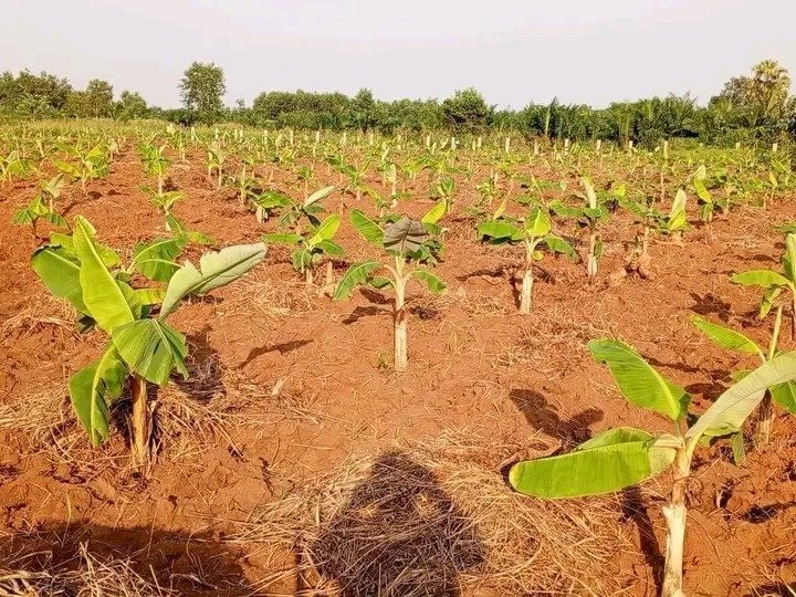 Plantation de Bananiers