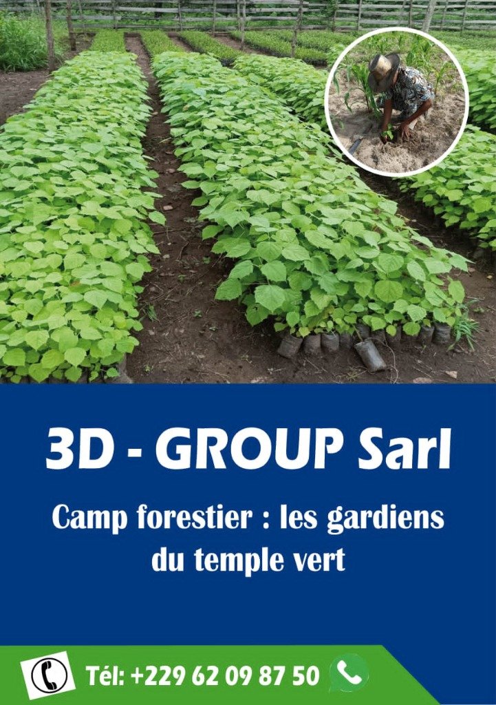 Jeunes plans de Gmelina